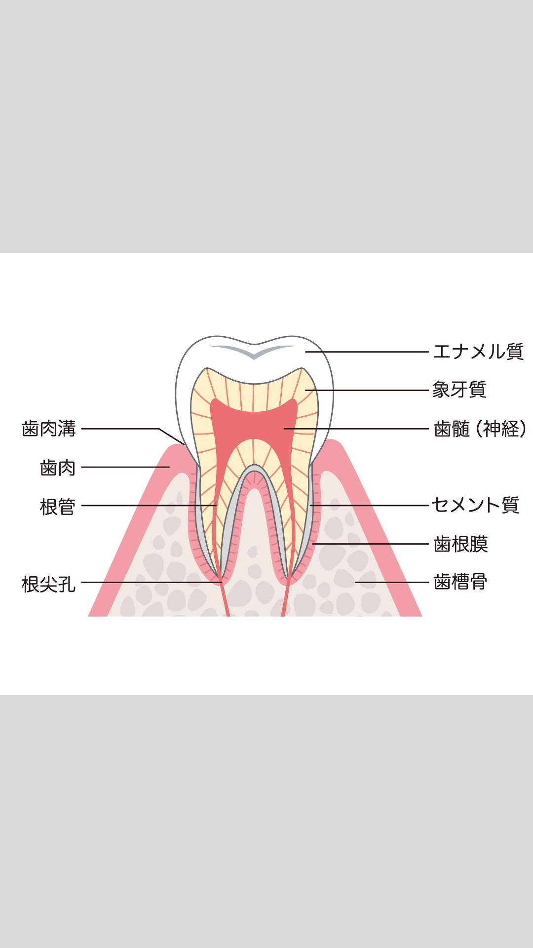 ｢歯が痛いのに歯が原因じゃない」その痛み、非歯原性歯痛かもしれません