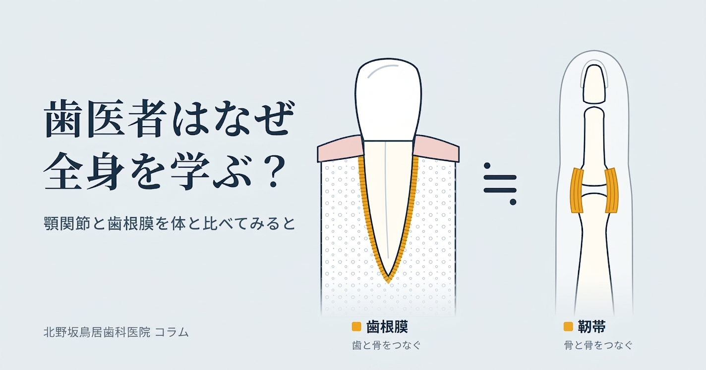 歯科医師はなぜ全身を学ぶのか｜顎関節・歯根膜を体と比べてわかること
